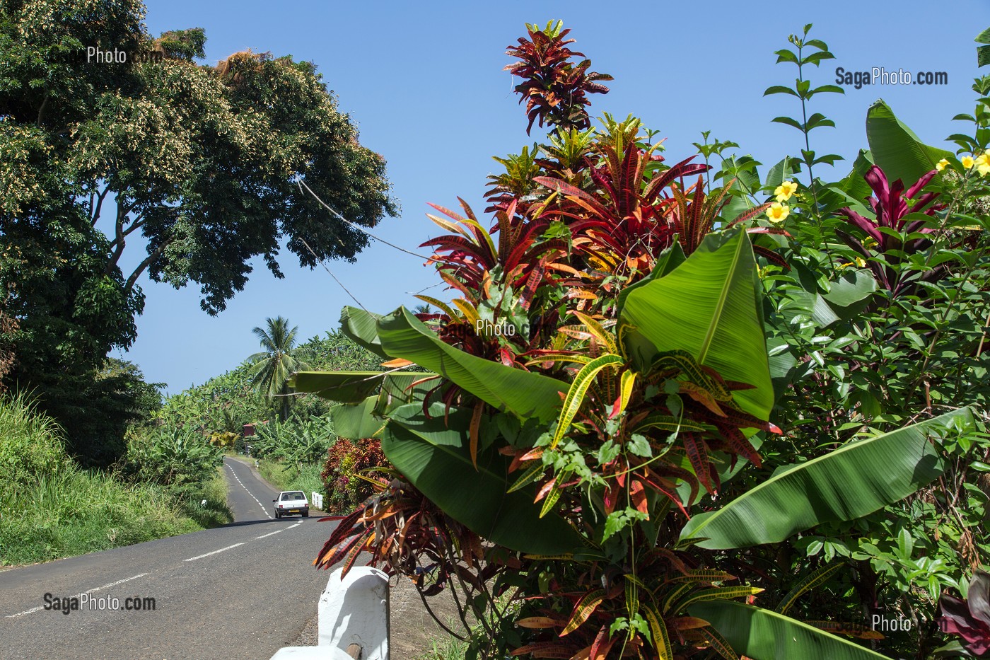 VEGETATION TROPICALE SUR UNE PETITE ROUTE PRES DE SAINTE-MARIE, MARTINIQUE, ANTILLES FRANCAISES, FRANCE 