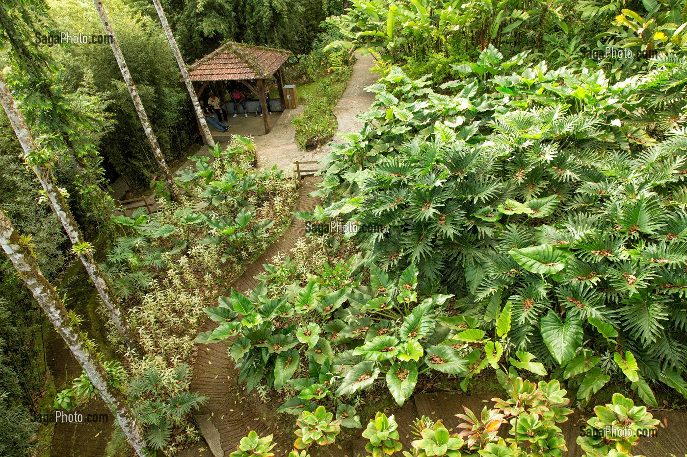 VUE DEPUIS LE PARCOURS DANS LES ARBRES, JARDIN BOTANIQUE DE BALATA, FORT-DE-FRANCE, MARTINIQUE, ANTILLES FRANCAISES, FRANCE 