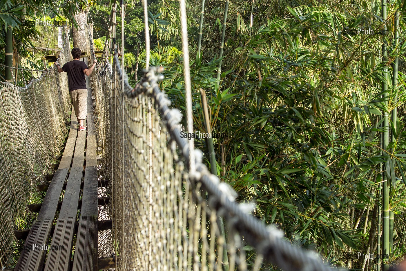 PARCOURS DANS LES ARBRES, JARDIN BOTANIQUE DE BALATA, FORT-DE-FRANCE, MARTINIQUE, ANTILLES FRANCAISES, FRANCE 