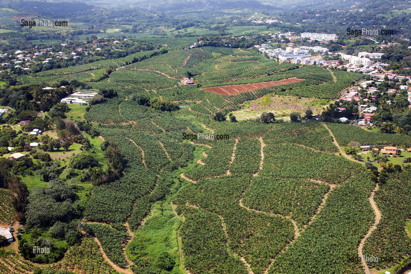 PLANTATIONS DE BANANIERS, CHAMPS DE BANANES, LE ROBERT, MARTINIQUE, ANTILLES FRANCAISES, FRANCE 
