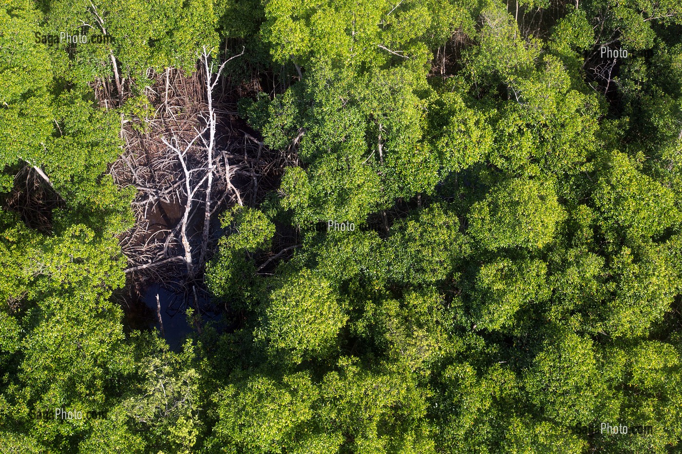 PALETUVIERS ET MANGROVES DANS LA BAIE DE FORT-DE-FRANCE, MARTINIQUE, ANTILLES FRANCAISES, FRANCE 