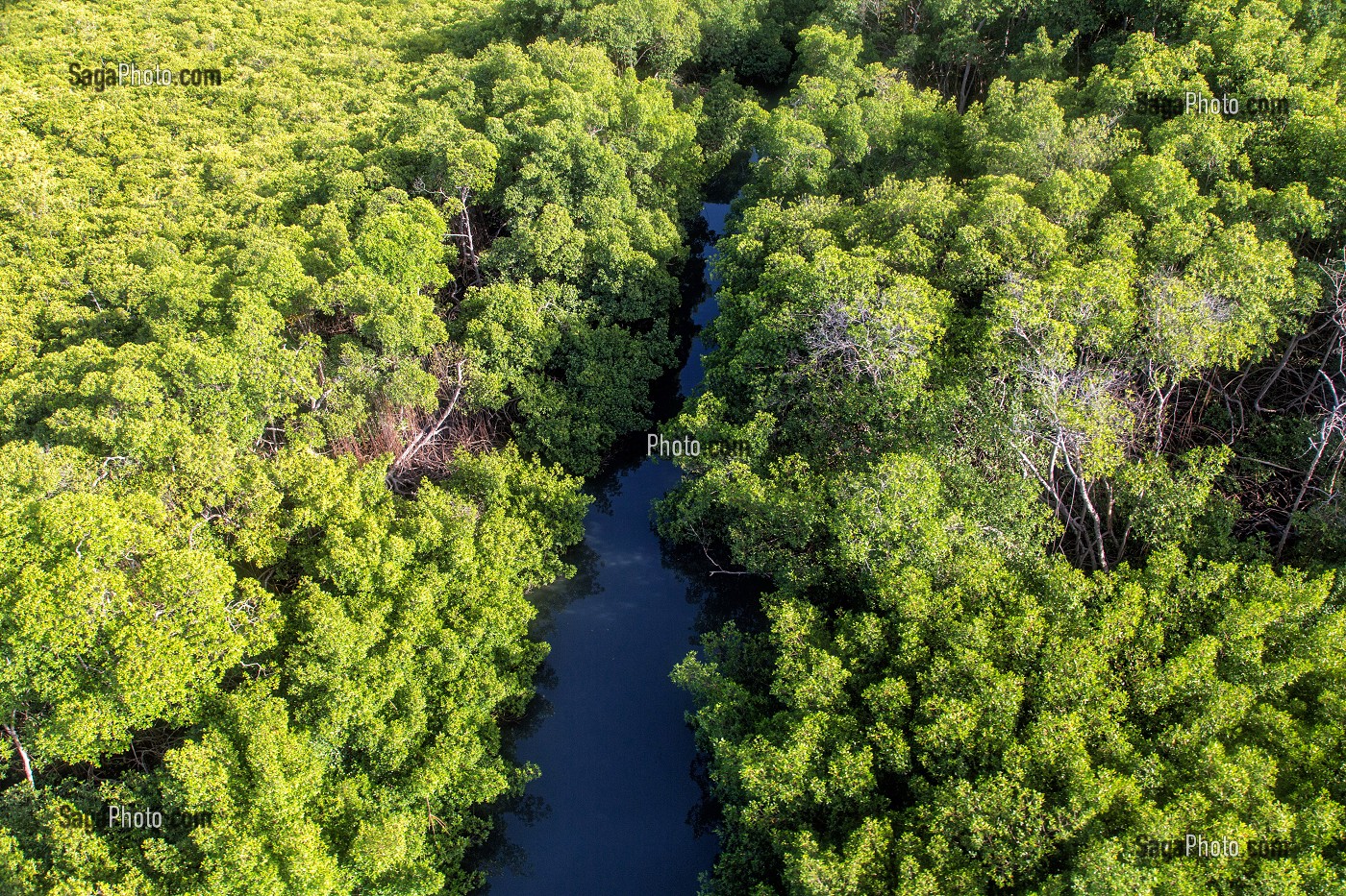 PALETUVIERS ET MANGROVES DANS LA BAIE DE FORT-DE-FRANCE, MARTINIQUE, ANTILLES FRANCAISES, FRANCE 