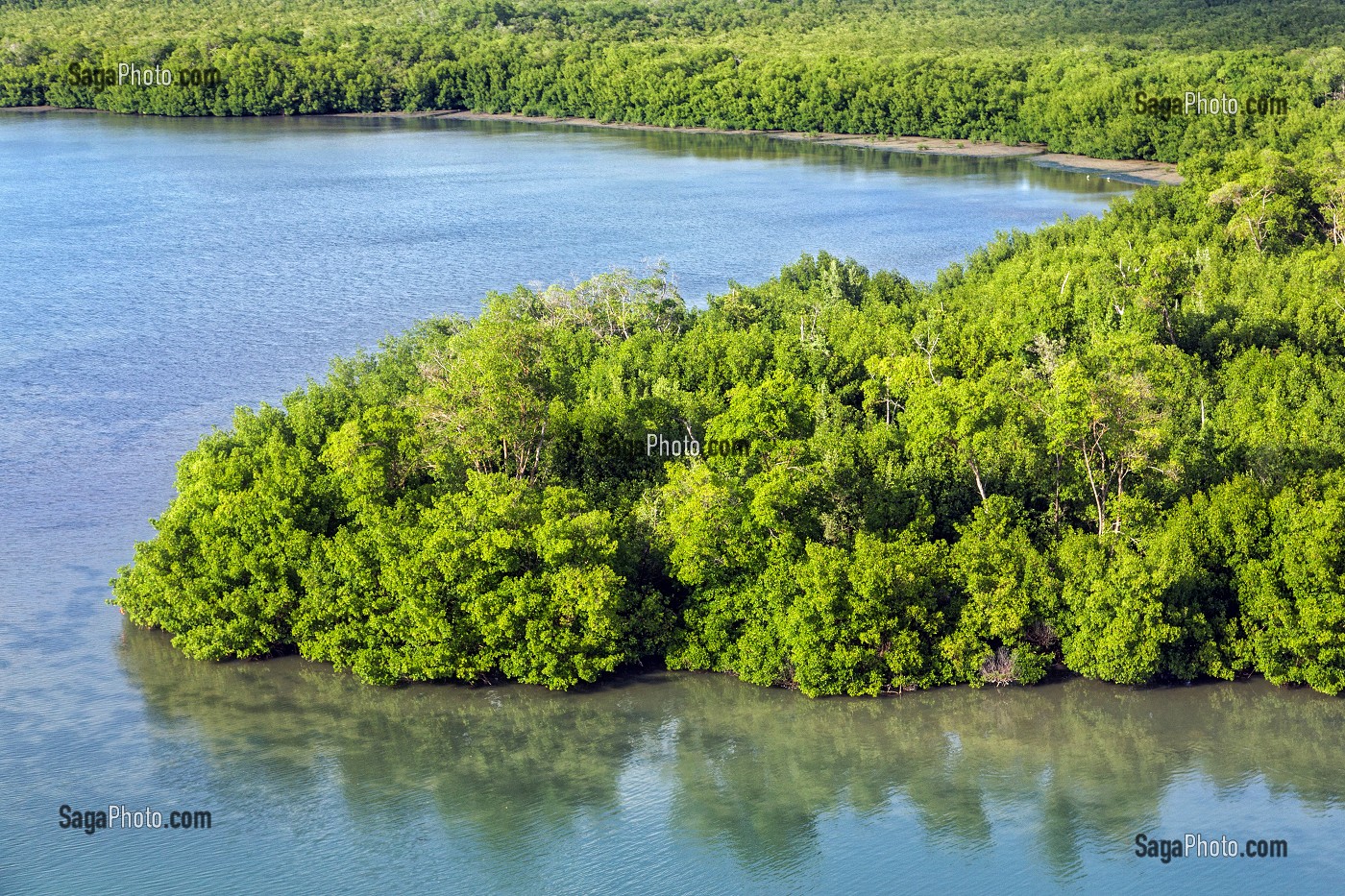 PALETUVIERS ET MANGROVES DANS LA BAIE DE FORT-DE-FRANCE, MARTINIQUE, ANTILLES FRANCAISES, FRANCE 