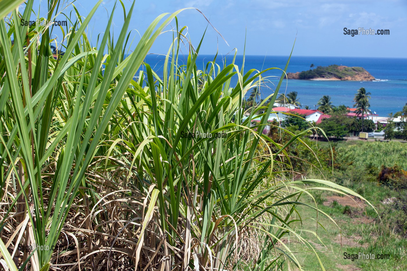 CHAMPS DE CANNE A SUCRE, TARTANE, LA TRINITE, PRESQU'ILE DE LA CARAVELLE, MARTINIQUE, ANTILLES FRANCAISES, FRANCE 