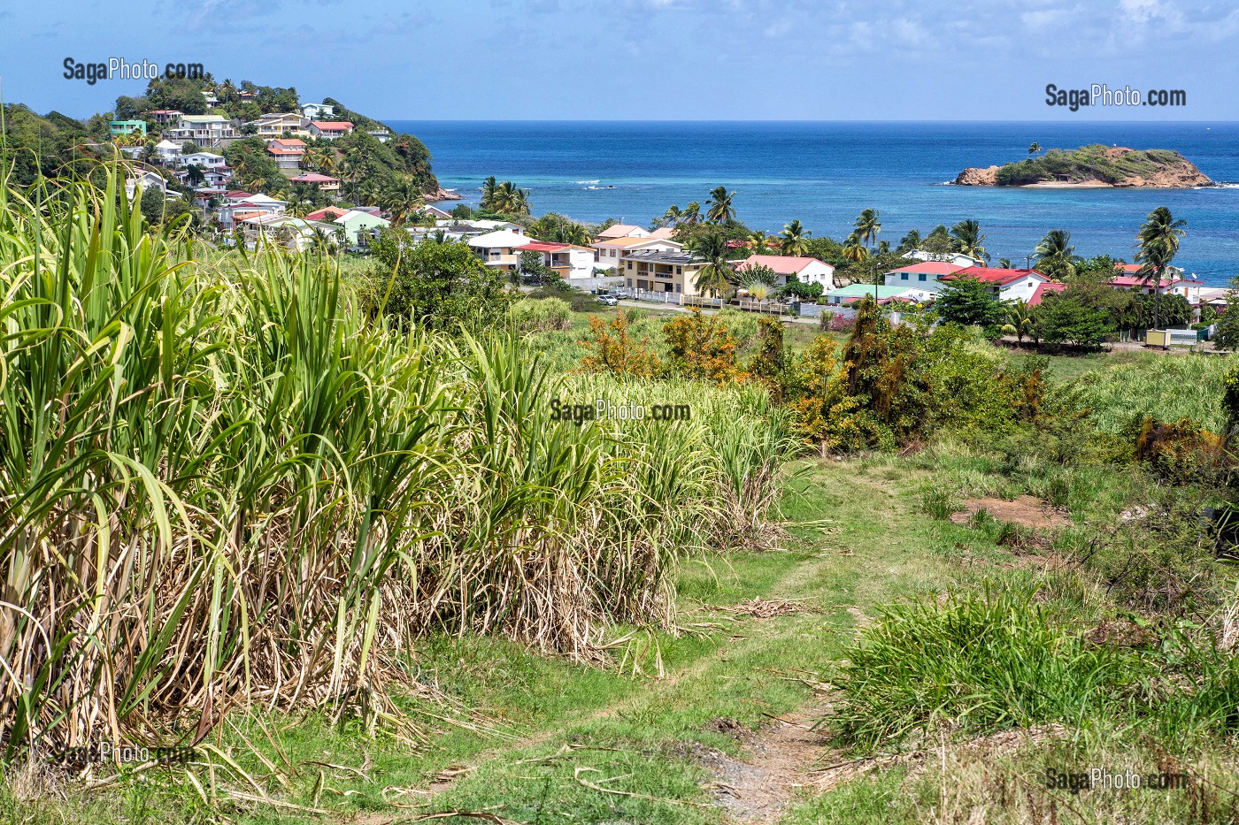 CHAMPS DE CANNE A SUCRE, TARTANE, LA TRINITE, PRESQU'ILE DE LA CARAVELLE, MARTINIQUE, ANTILLES FRANCAISES, FRANCE 