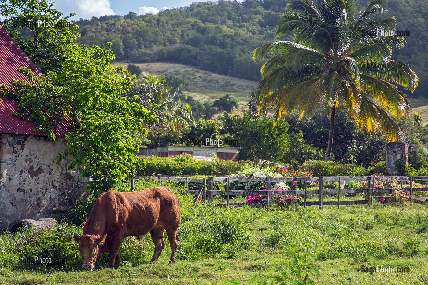 VACHE ET FERME, TARTANE, LA TRINITE, PRESQU'ILE DE LA CARAVELLE, MARTINIQUE, ANTILLES FRANCAISES, FRANCE 