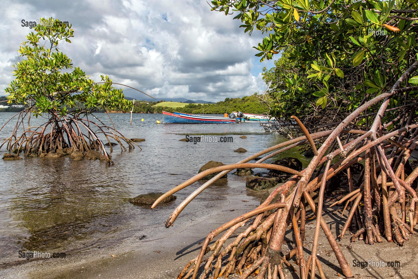 LES PALETUVIERS EN BORD DE MER, TARTANE, LA TRINITE, PRESQU'ILE DE LA CARAVELLE, MARTINIQUE, ANTILLES FRANCAISES, FRANCE 