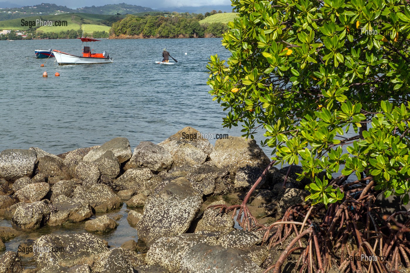 LES PALETUVIERS EN BORD DE MER, TARTANE, LA TRINITE, PRESQU'ILE DE LA CARAVELLE, MARTINIQUE, ANTILLES FRANCAISES, FRANCE 