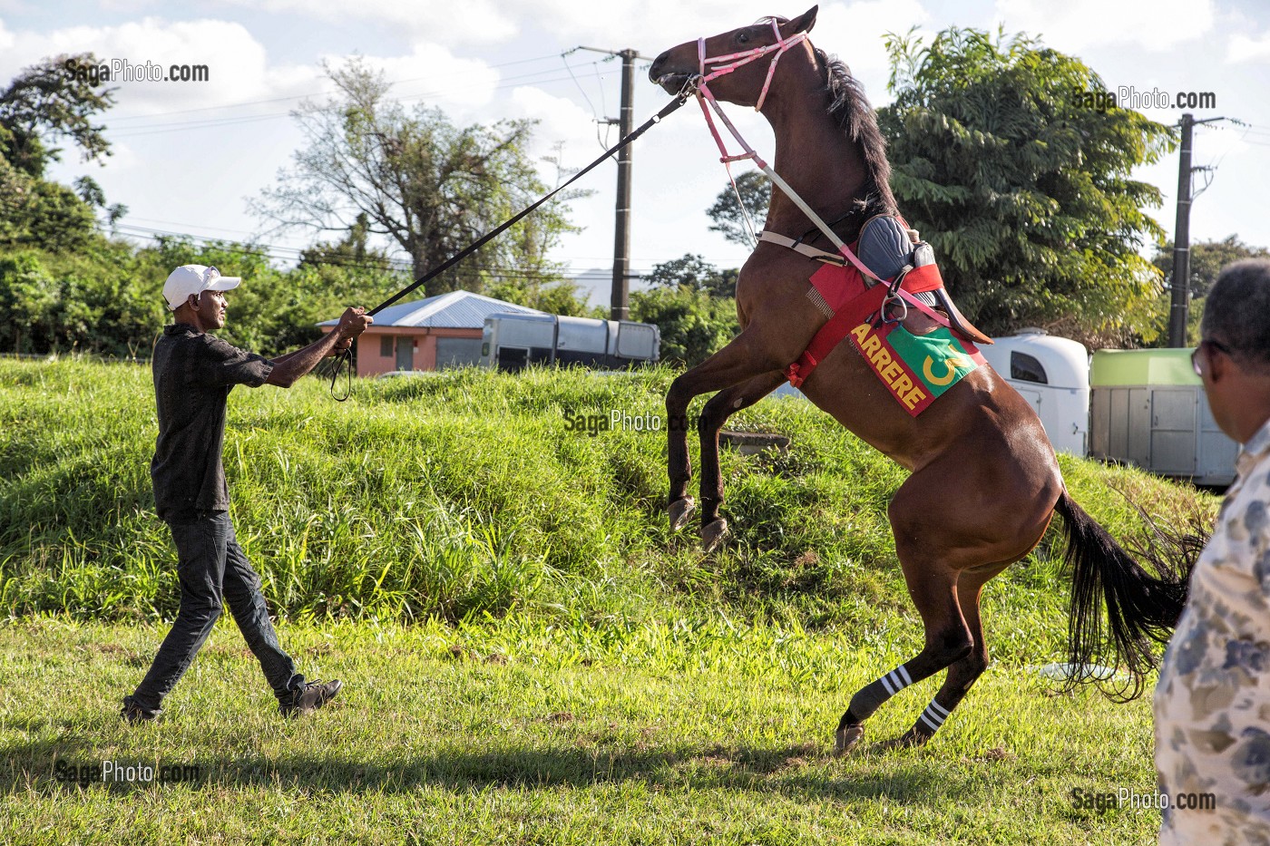 PRESENTATION DES CHEVAUX AVANT LA COURSE, RUADE D'UN CHEVAL, HIPPODROME DEPARTEMENTAL DE CARRERE, LE LAMENTIN, MARTINIQUE, ANTILLES FRANCAISES, FRANCE 