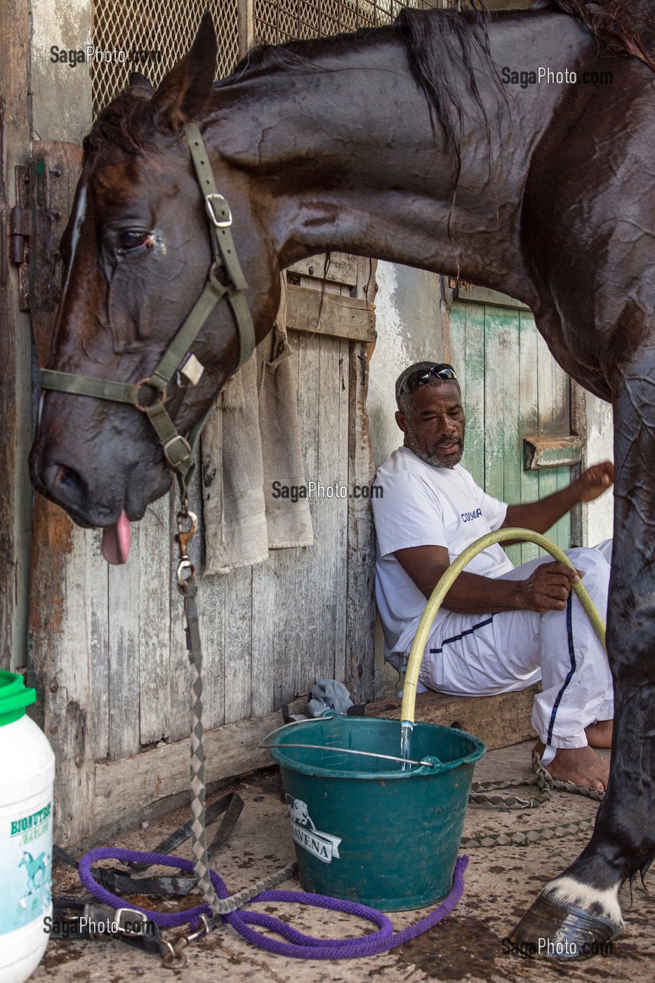 JOCKEY ET SON CHEVAL APRES LA COURSE, HIPPODROME DEPARTEMENTAL DE CARRERE, LE LAMENTIN, MARTINIQUE, ANTILLES FRANCAISES, FRANCE 