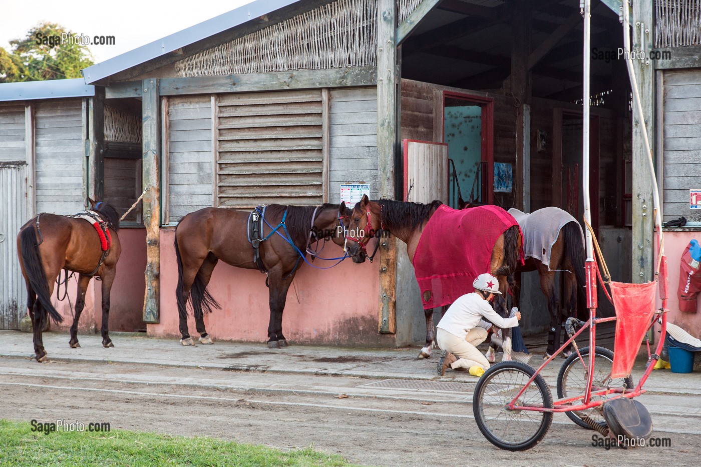 PREPARATION DES CHEVAUX AVANT UNE SEANCE D'ENTRAINEMENT, HIPPODROME DEPARTEMENTAL DE CARRERE, LE LAMENTIN, MARTINIQUE, ANTILLES FRANCAISES, FRANCE 