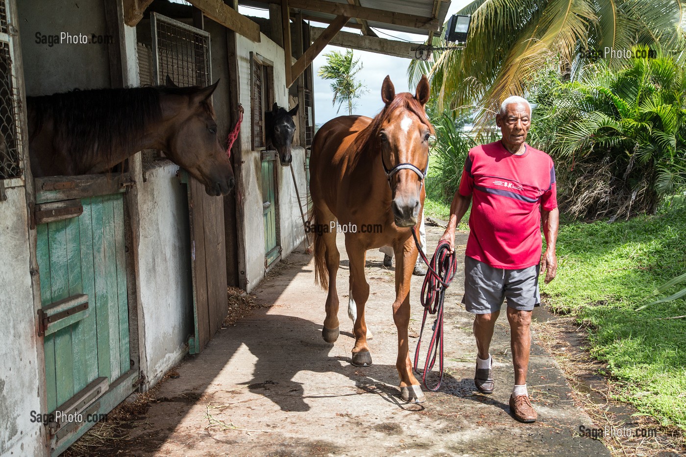 PREPARATION DES CHEVAUX AVANT UNE SEANCE D'ENTRAINEMENT, HIPPODROME DEPARTEMENTAL DE CARRERE, LE LAMENTIN, MARTINIQUE, ANTILLES FRANCAISES, FRANCE 