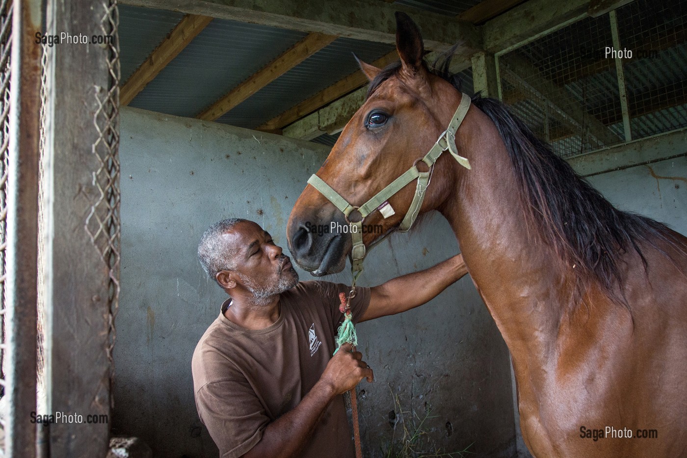 ENTRETIEN DES CHEVAUX AVANT L'ENTRAINEMENT, HIPPODROME DEPARTEMENTAL DE CARRERE, LE LAMENTIN, MARTINIQUE, ANTILLES FRANCAISES, FRANCE 