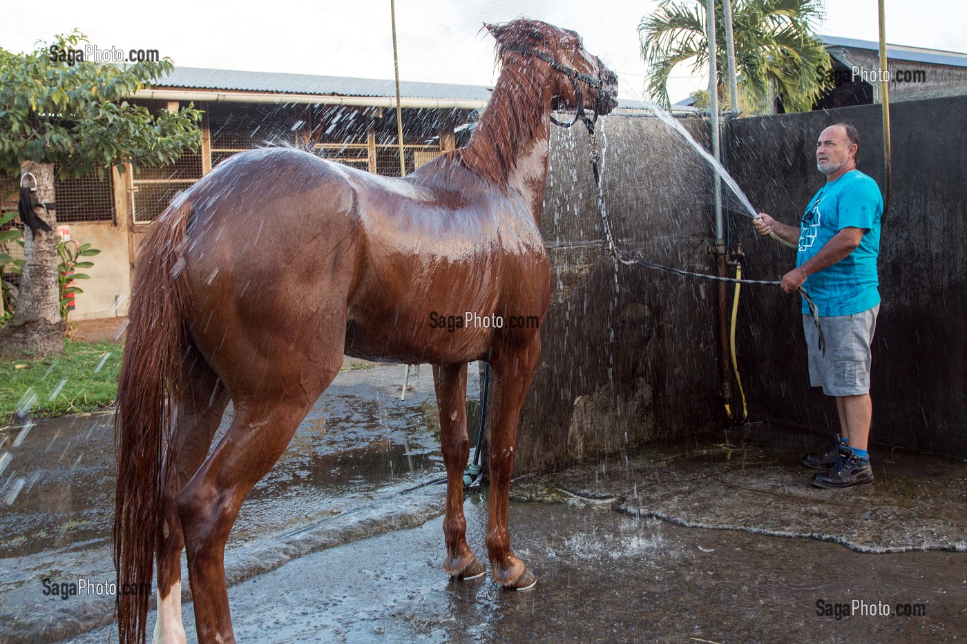 DOUCHE ET ENTRETIEN DES CHEVAUX APRES UNE SEANCE D'ENTRAINEMENT, HIPPODROME DEPARTEMENTAL DE CARRERE, LE LAMENTIN, MARTINIQUE, ANTILLES FRANCAISES, FRANCE 