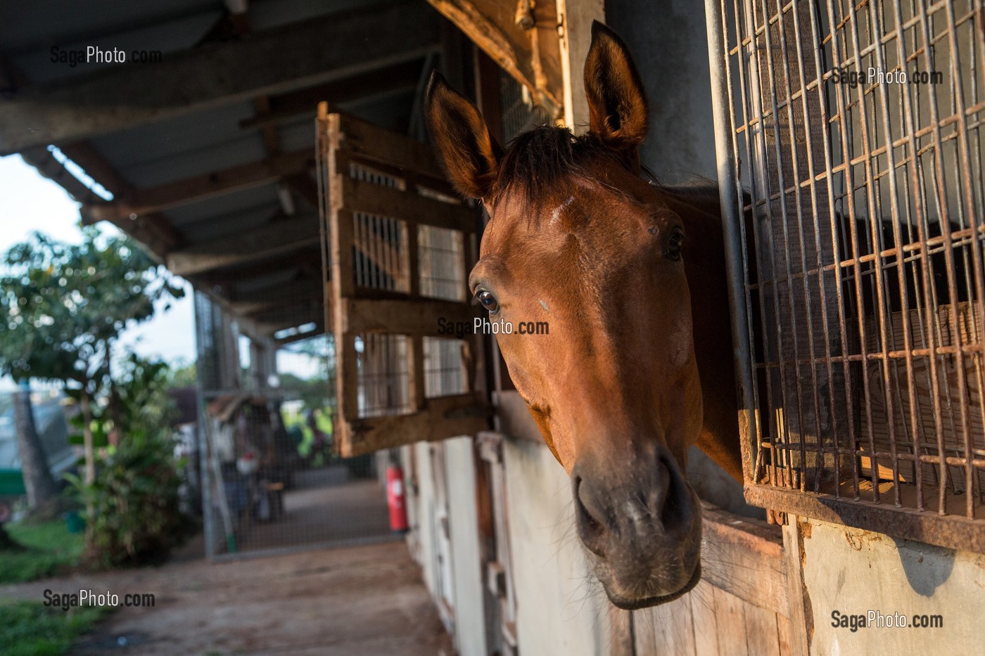 CHEVAL DANS SON BOX AVANT L'ENTRAINEMENT, HIPPODROME DEPARTEMENTAL DE CARRERE, LE LAMENTIN, MARTINIQUE, ANTILLES FRANCAISES, FRANCE 