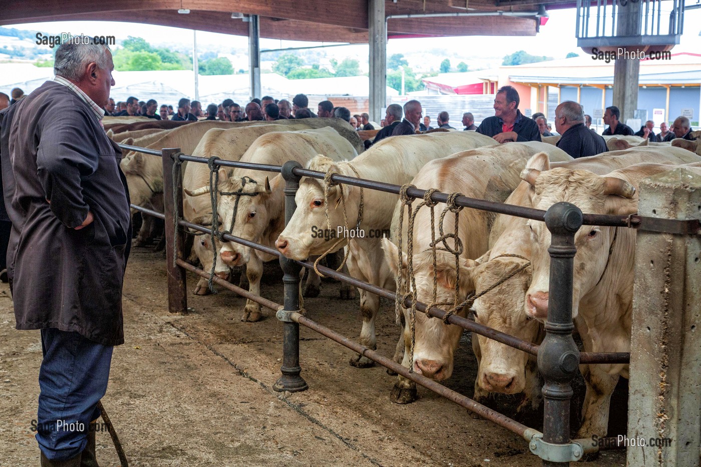 ELEVEURS ET NEGOCIANTS EN BETAIL SUR LE MARCHE AUX BESTIAUX, SAINT-CHRISTOPHE-EN-BRIONNAIS (71), FRANCE 