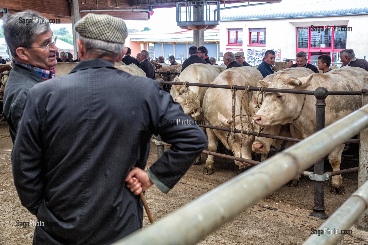 ELEVEURS ET NEGOCIANTS EN BETAIL SUR LE MARCHE AUX BESTIAUX, SAINT-CHRISTOPHE-EN-BRIONNAIS (71), FRANCE 