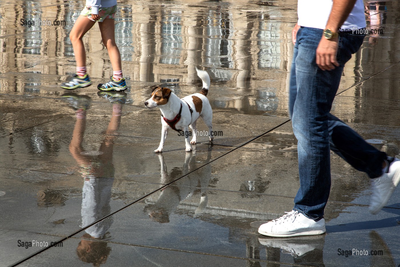 CHIEN SUR LE MIROIR D'EAU, PLACE DE LA BOURSE, QUAI DU MARECHAL LYAUTEY, VILLE DE BORDEAUX, GIRONDE (33), FRANCE 