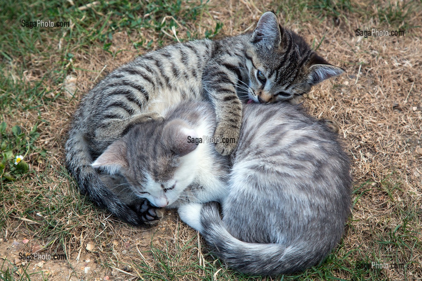 JEU DE CHATONS SUR LA PELOUSE 