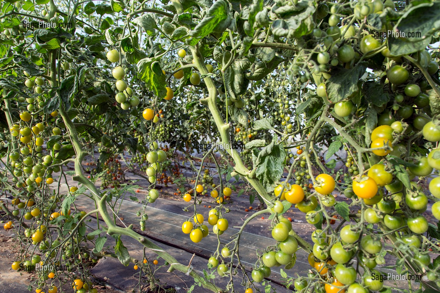 PRODUITS DE TERROIR, ALIMENTATION DE QUALITE, FRANCE 