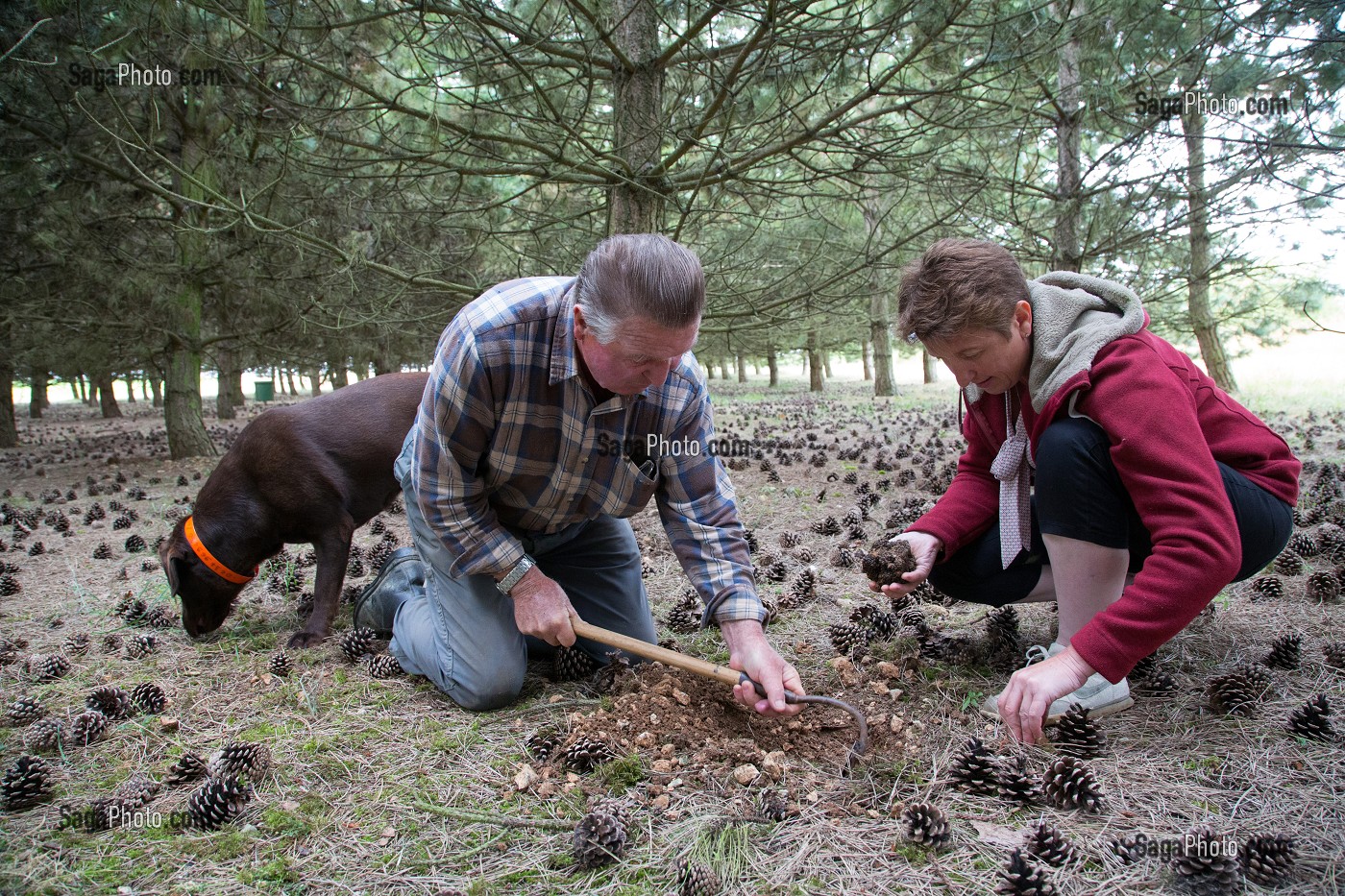 RAMASSAGE DES TRUFFES BLANCHES AVEC JACK ET CHRISTELLE BOIS ET LA CHIENNE LABRADOR JULIE, NOTTONVILLE (28), FRANCE 