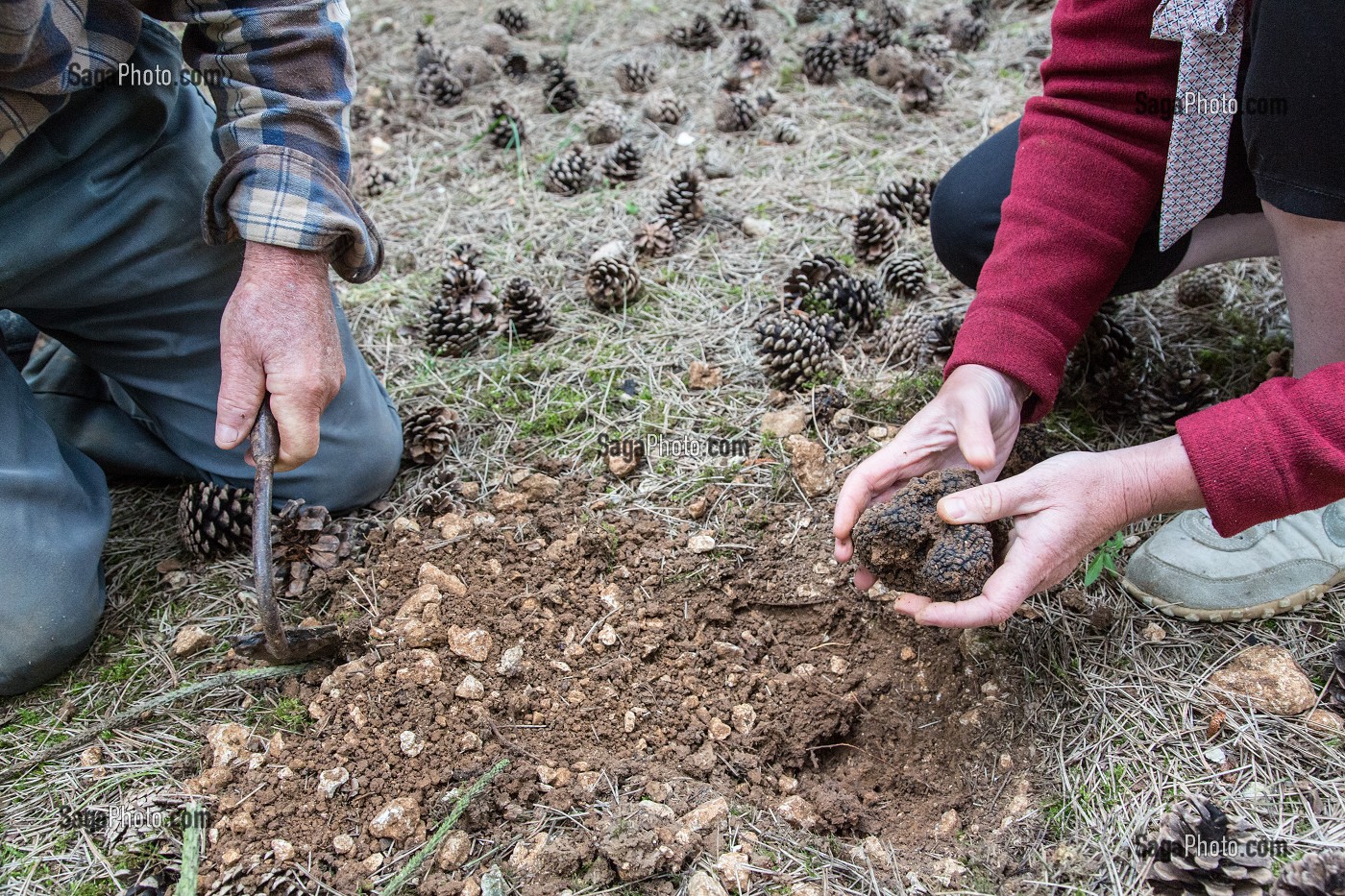 RAMASSAGE DES TRUFFES BLANCHES AVEC JACK ET CHRISTELLE BOIS, NOTTONVILLE (28), FRANCE 