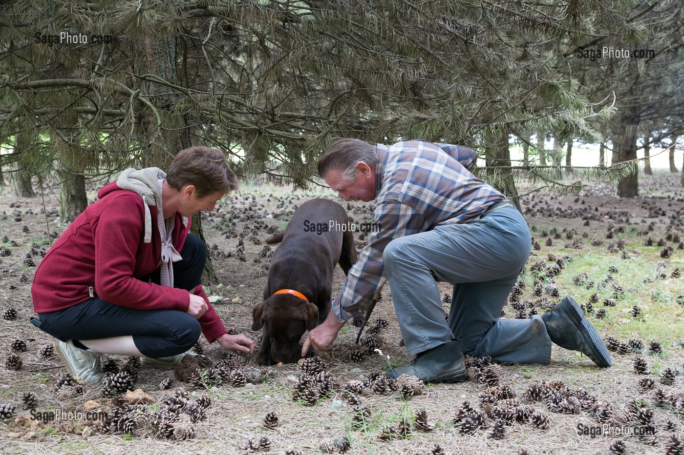 RAMASSAGE DES TRUFFES BLANCHES AVEC JACK ET CHRISTELLE BOIS ET LA CHIENNE LABRADOR JULIE, NOTTONVILLE (28), FRANCE 