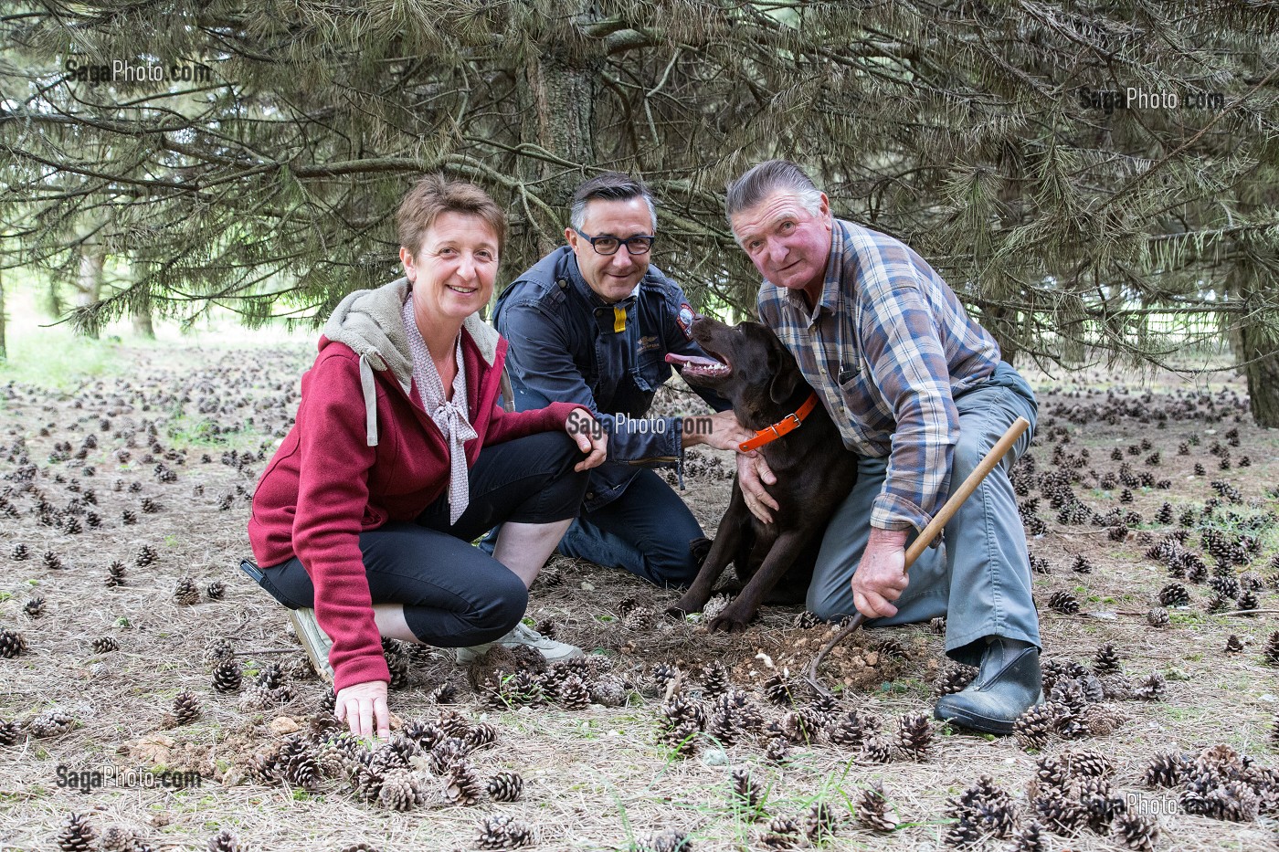 RAMASSAGE DES TRUFFES BLANCHES AVEC JACK ET CHRISTELLE BOIS ET LA CHIENNE LABRADOR JULIE, NOTTONVILLE (28), FRANCE 