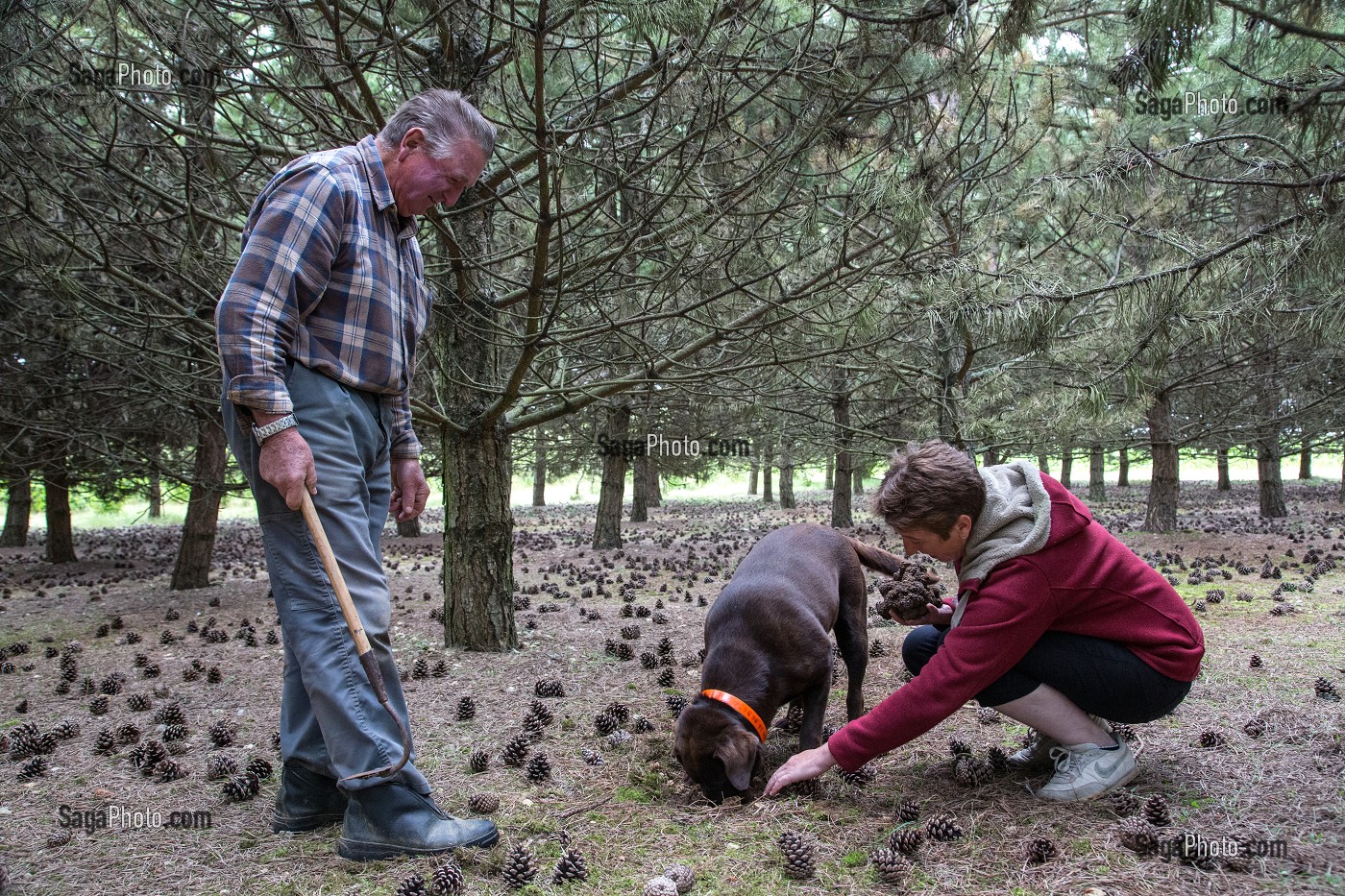 RAMASSAGE DES TRUFFES BLANCHES AVEC JACK ET CHRISTELLE BOIS ET LA CHIENNE LABRADOR JULIE, NOTTONVILLE (28), FRANCE 