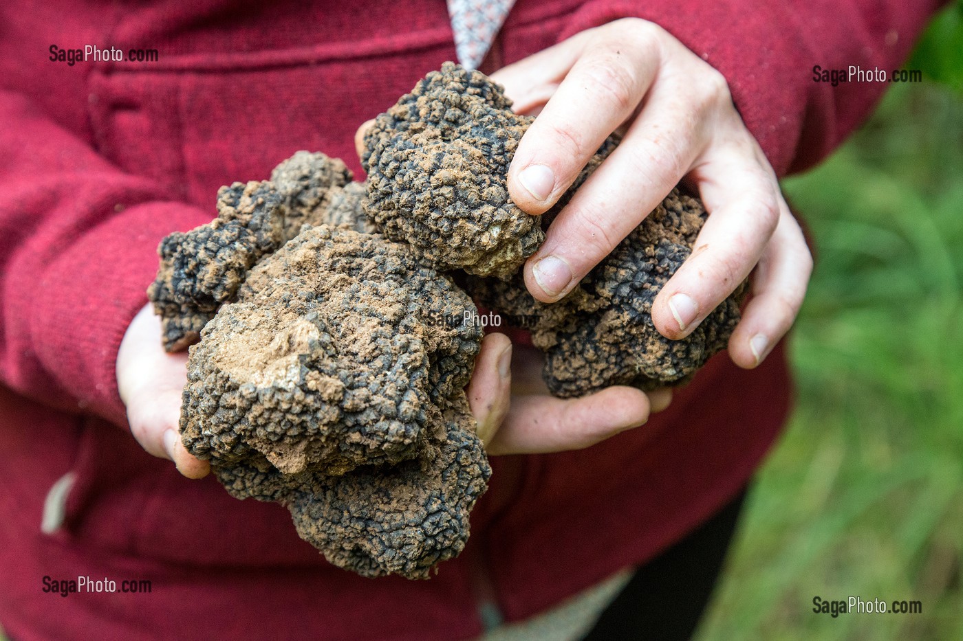 MAIN PLEINE DE TRUFFES, RAMASSAGE DES TRUFFES BLANCHES AVEC JACK ET CHRISTELLE BOIS, NOTTONVILLE (28), FRANCE 