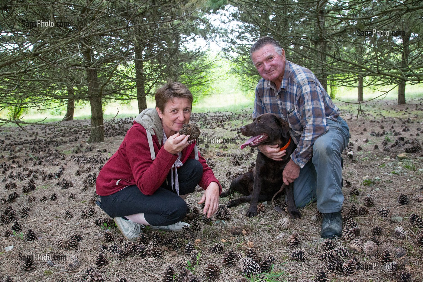 RAMASSAGE DES TRUFFES BLANCHES AVEC JACK ET CHRISTELLE BOIS ET LA CHIENNE LABRADOR JULIE, NOTTONVILLE (28), FRANCE 