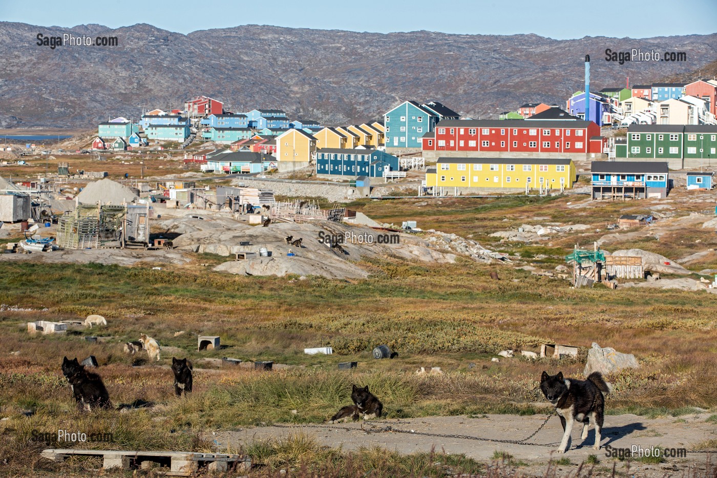 ELEVAGE DE CHIENS DE TRAINEAUX DEVANT LES MAISONS COLOREES EN BOIS, ILULISSAT, GROENLAND 