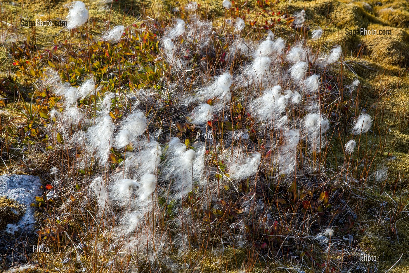 LE COTON GROENLANDAIS AU MILIEU DES MARECAGES, ILULISSAT, GROENLAND 