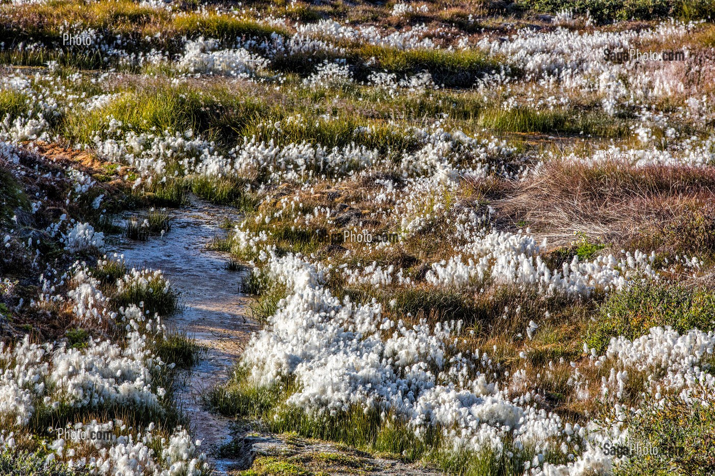 LE COTON GROENLANDAIS AU MILIEU DES MARECAGES, ILULISSAT, GROENLAND 