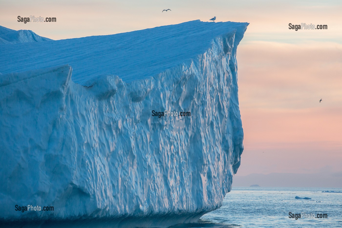 MOUETTES SUR LES ICEBERGS DU FJORD DE GLACE, GLACIER JAKOBSHAVN, LONG DE 65 KILOMETRES PROVENANT DE L’INLANDSIS, SERMEQ KUJALLEQ, ILULISSAT, GROENLAND 