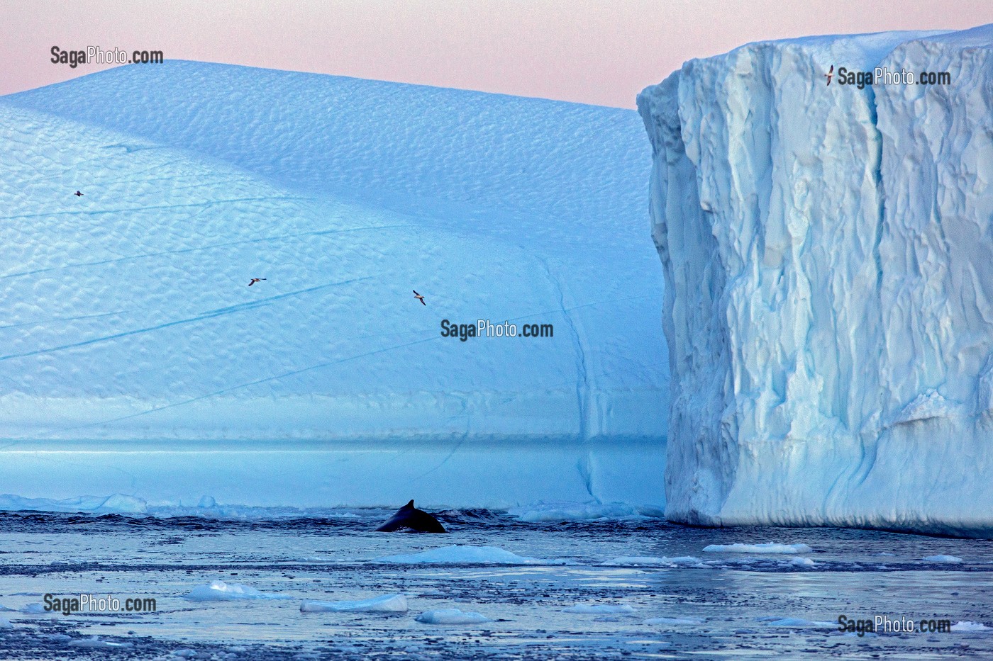 BALEINE ET MOUETTES DEVANT LES ICEBERGS DU FJORD DE GLACE, GLACIER JAKOBSHAVN, LONG DE 65 KILOMETRES PROVENANT DE L’INLANDSIS, SERMEQ KUJALLEQ, ILULISSAT, GROENLAND 