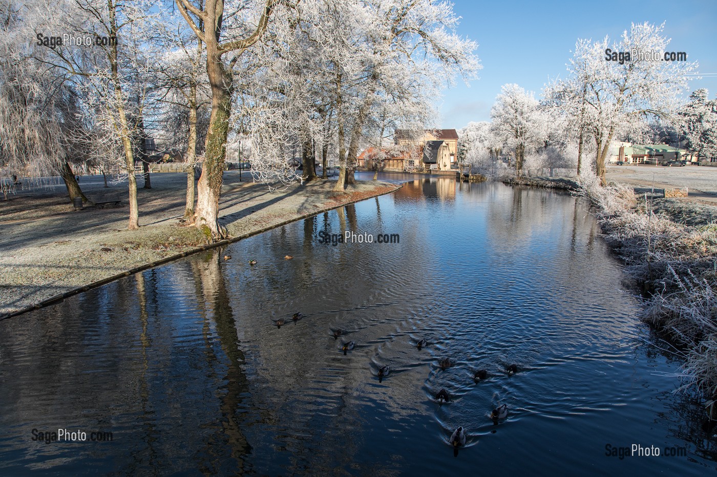 CANARDS SAUVAGES ET MOULIN A EAU SUR LES BORDS DE LA RISLE, GIVRE DANS LES ARBRES BLANCS EN HIVER, RUGLES (27), FRANCE 