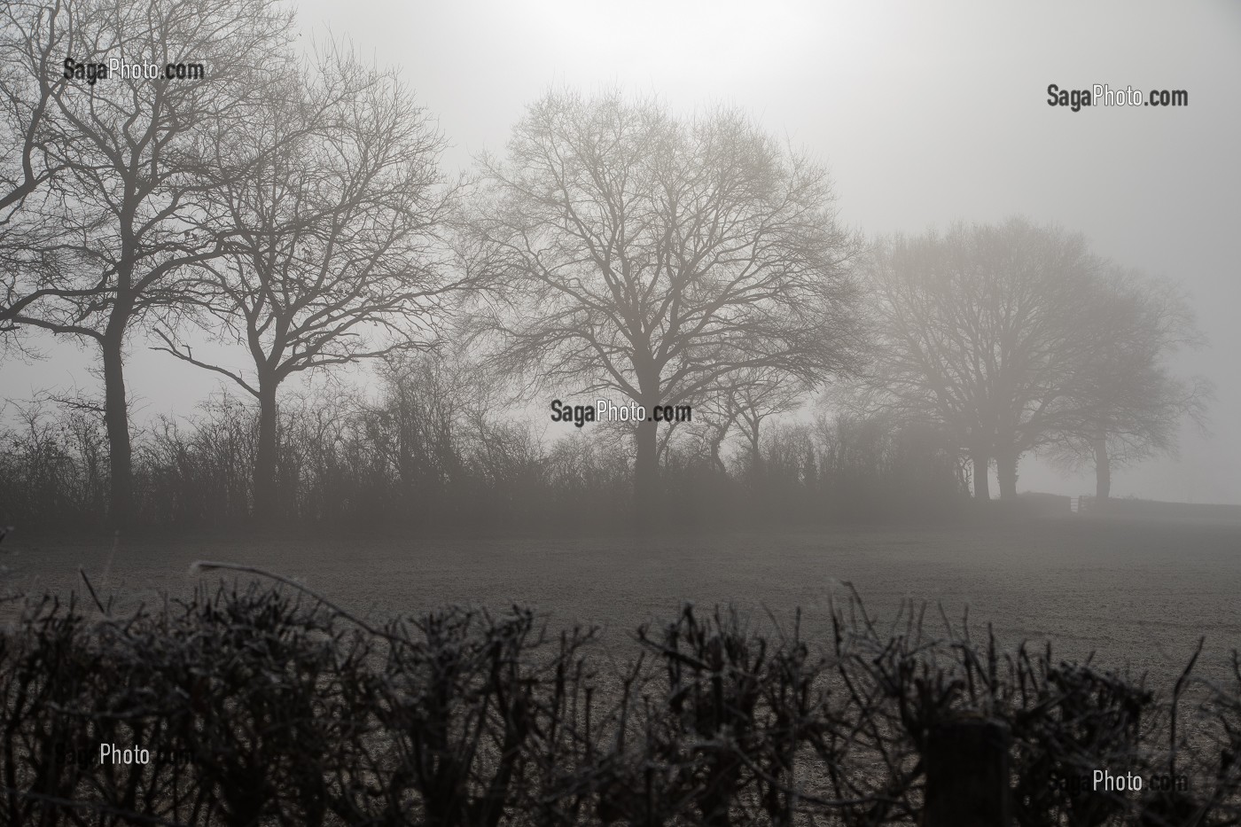 PAYSAGE D'HIVER DANS LA BRUME, COMMUNE DE POISSON (71), FRANCE 