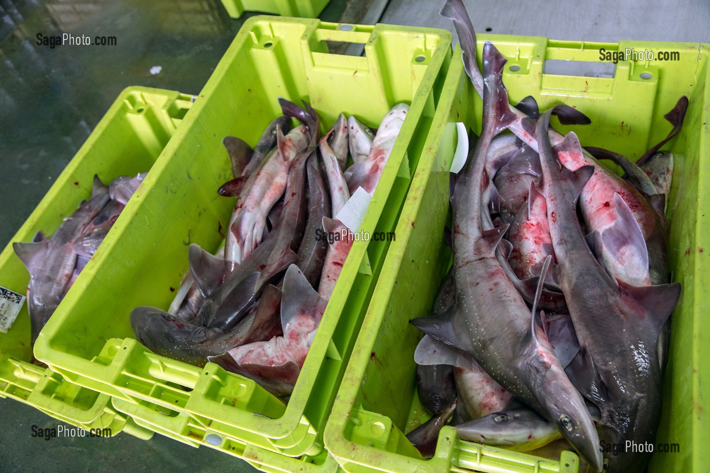 CAISSE DE POISSONS (CHIEN DE MER ET REQUINS), CRIEE DU PORT DE GRANVILLE (50), FRANCE 