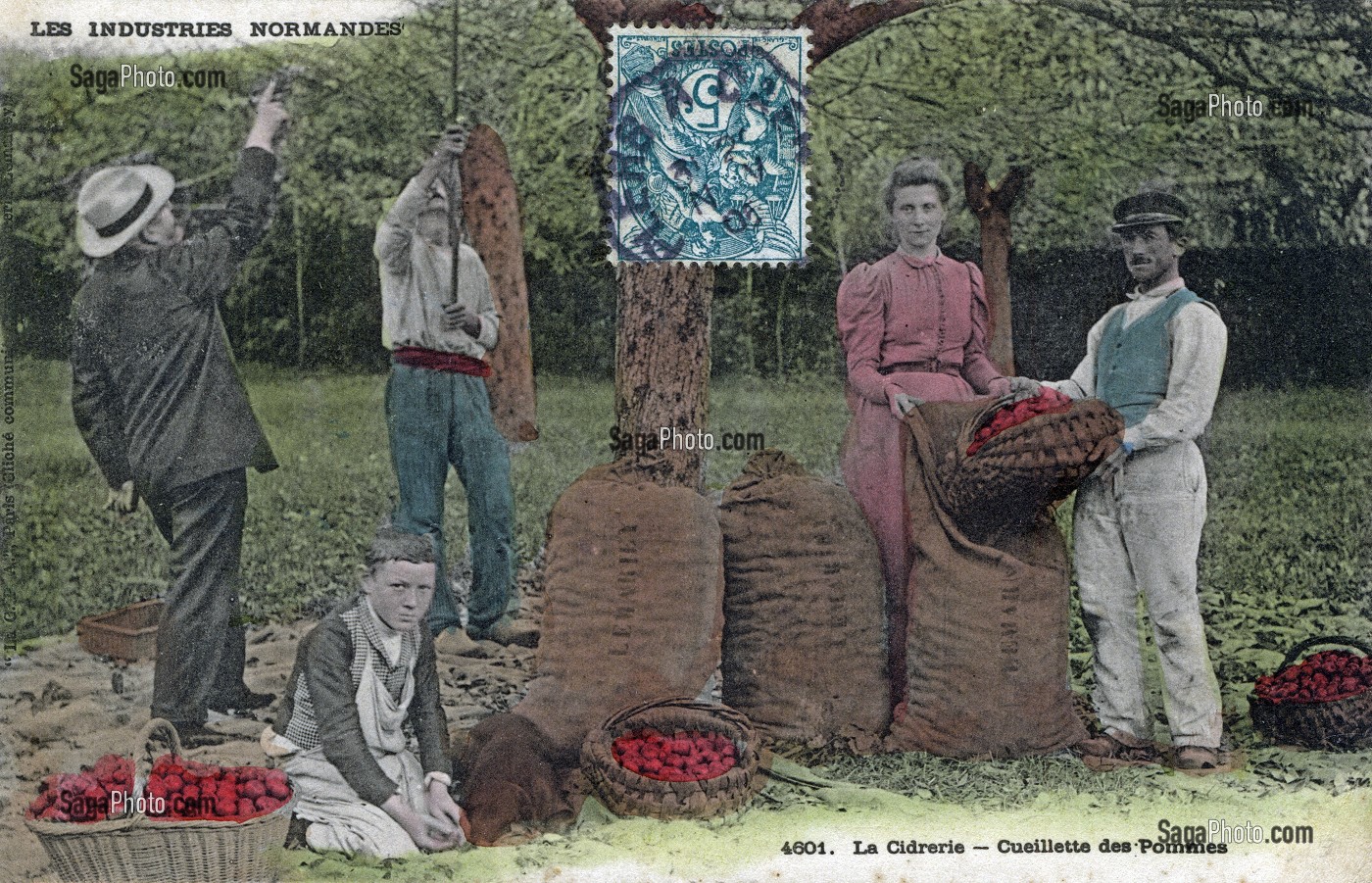 LA CIDRERIE, CUEILLETTE DE POMMES EN NORMANDIE 