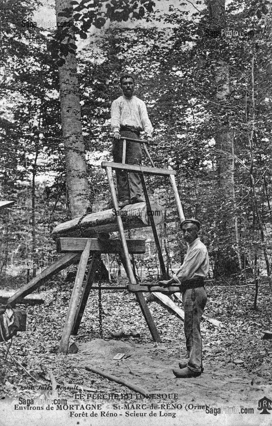 SCIEUR DE LONG, FORET DE RENO, SAINT MARC DE RENO, (61) ORNE, BASSE-NORMANDIE, FRANCE 