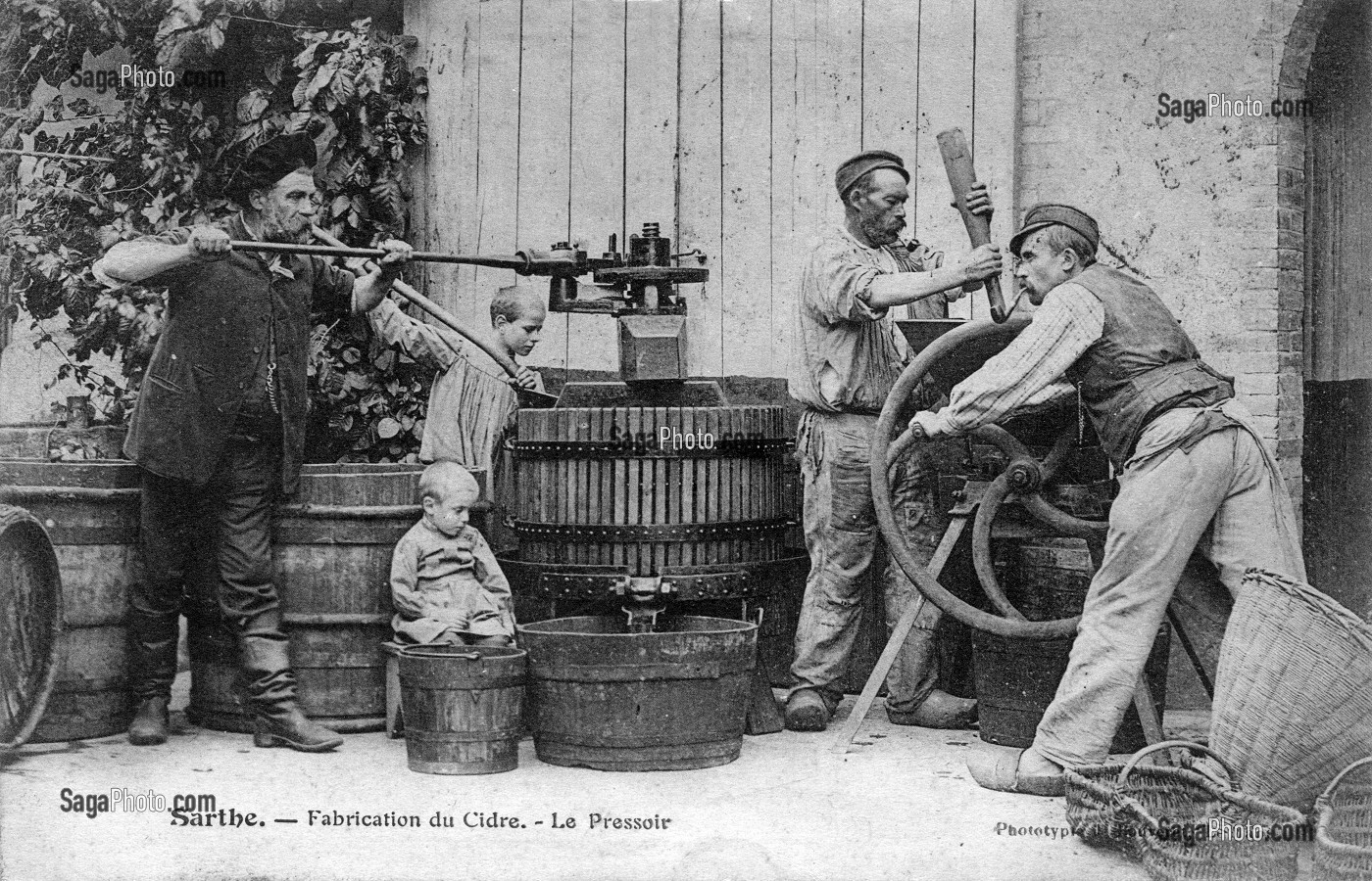 FABRICATION DU CIDRE, (72) SARTHE, PAYS DE LA LOIRE, FRANCE 