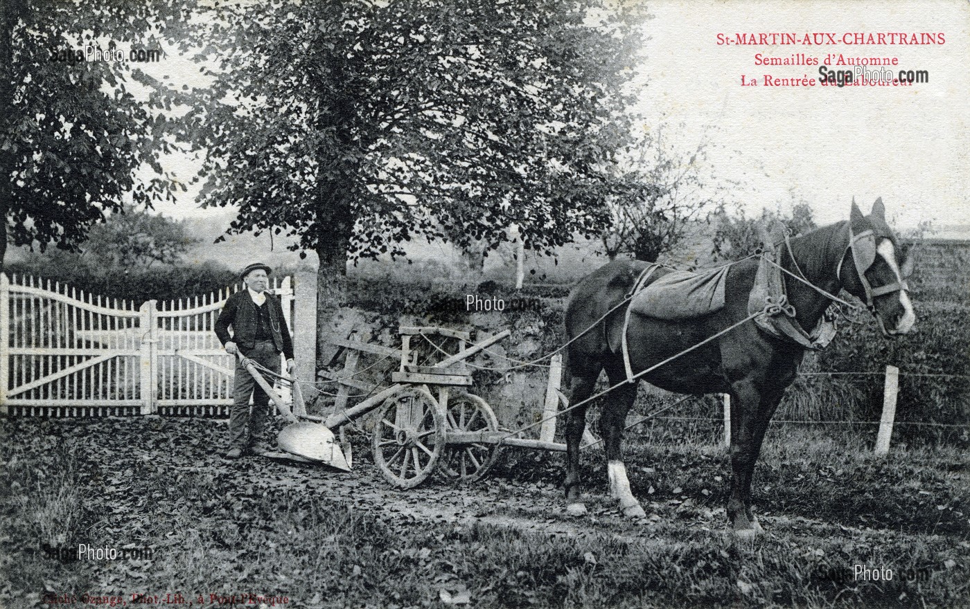 SEMAILLES D'AUTOMNE, SAINT MARTIN AUX CHARTRAINS, (14) CALVADOS, BASSE-NORMANDIE, FRANCE 