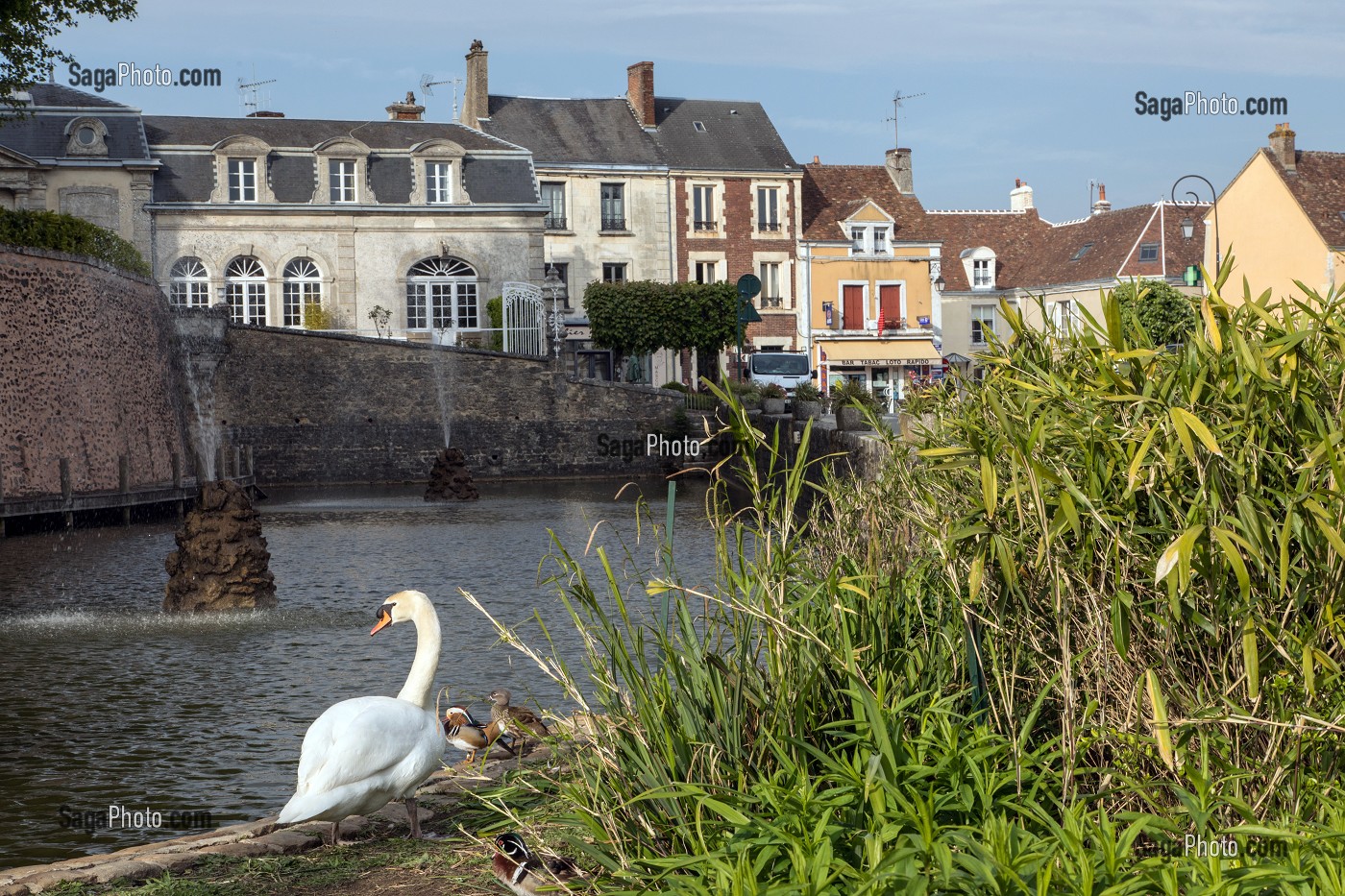 CYGNES DEVANT LE PLAN D'EAU, BOULEVARD BANSARD DES BOIS, BELLEME (61), COMMUNE DU PARC REGIONAL DU PERCHE, VILLAGE DE CARACTERE, NORMANDIE, FRANCE 