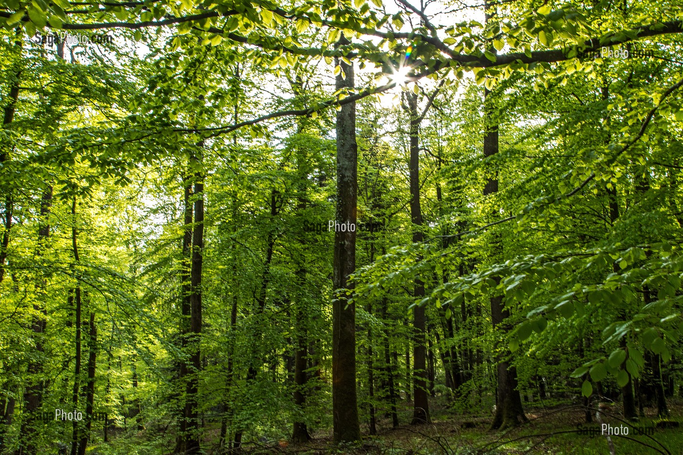 FORET REMARQUABLE, BELLEME (61), COMMUNE DU PARC REGIONAL DU PERCHE, VILLAGE DE CARACTERE, NORMANDIE, FRANCE 