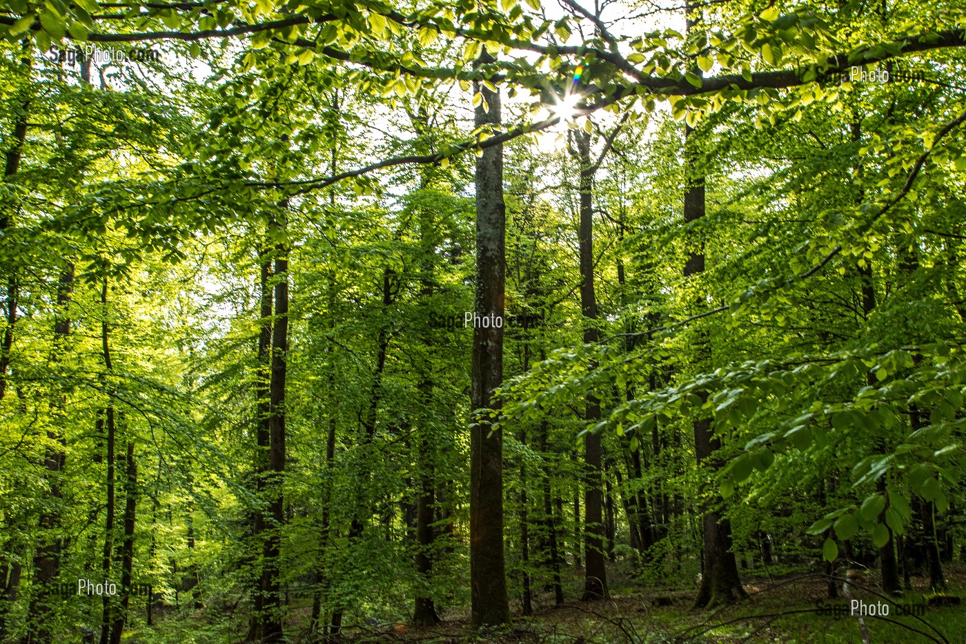 FORET REMARQUABLE, BELLEME (61), COMMUNE DU PARC REGIONAL DU PERCHE, VILLAGE DE CARACTERE, NORMANDIE, FRANCE 