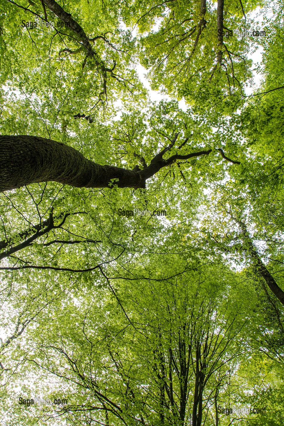 FORET REMARQUABLE, BELLEME (61), COMMUNE DU PARC REGIONAL DU PERCHE, VILLAGE DE CARACTERE, NORMANDIE, FRANCE 