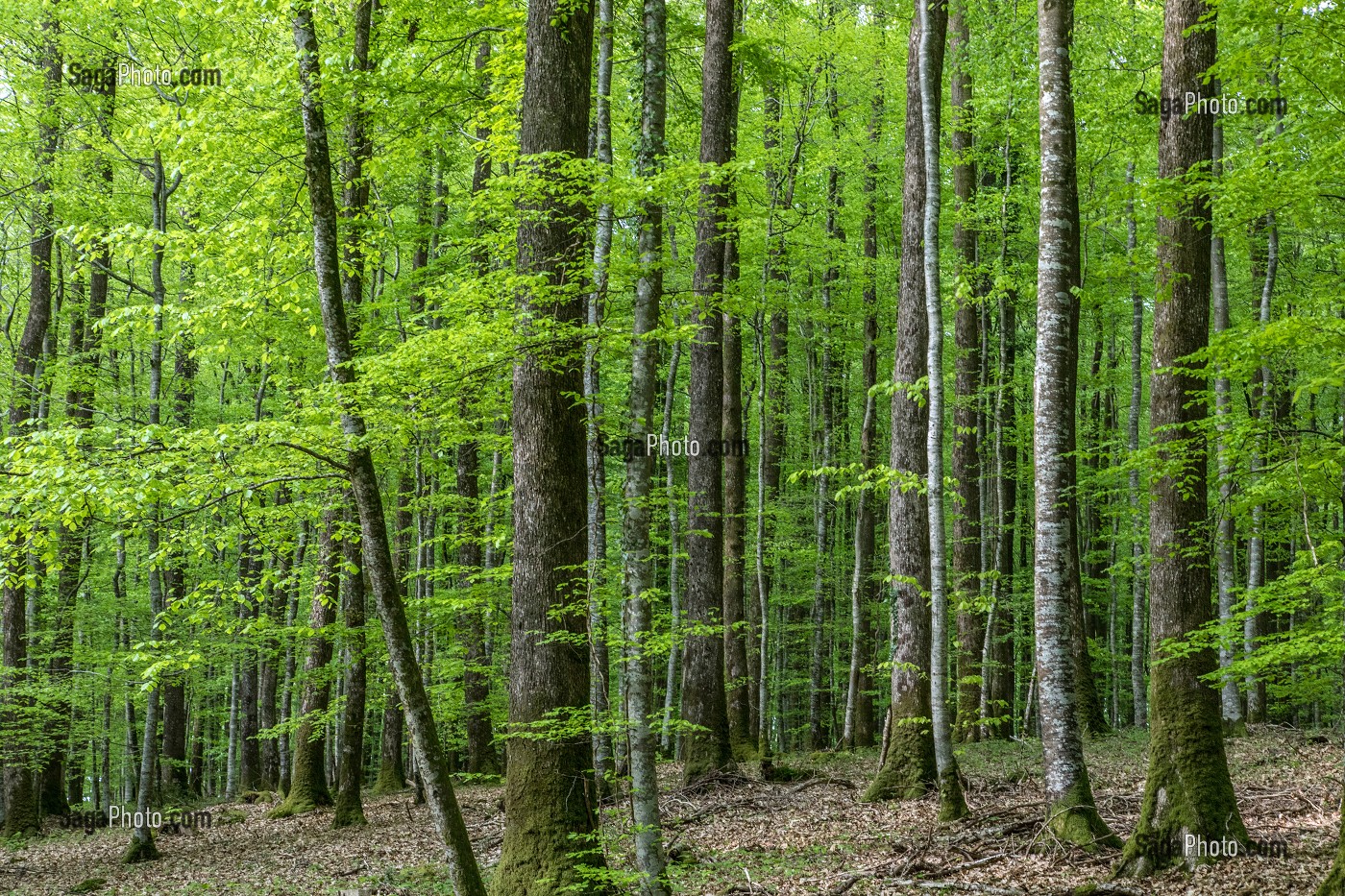 FORET REMARQUABLE, BELLEME (61), COMMUNE DU PARC REGIONAL DU PERCHE, VILLAGE DE CARACTERE, NORMANDIE, FRANCE 