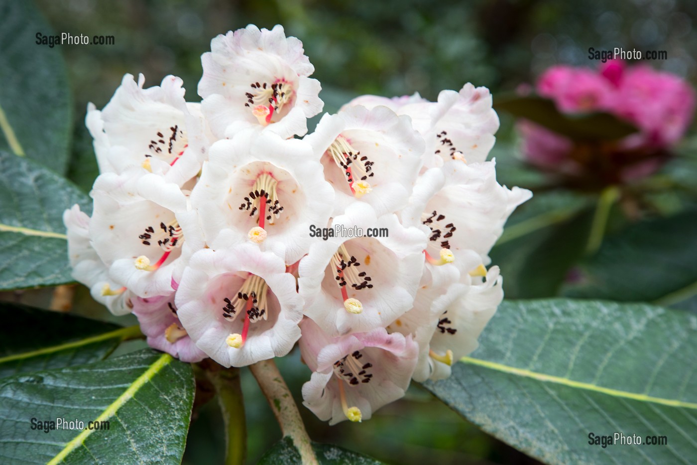 RHODODENDRON, JARDIN DU CHATEAU, PARC NATIONAL DE GLENVEAGH, COMTE DE DONEGAL, IRLANDE 