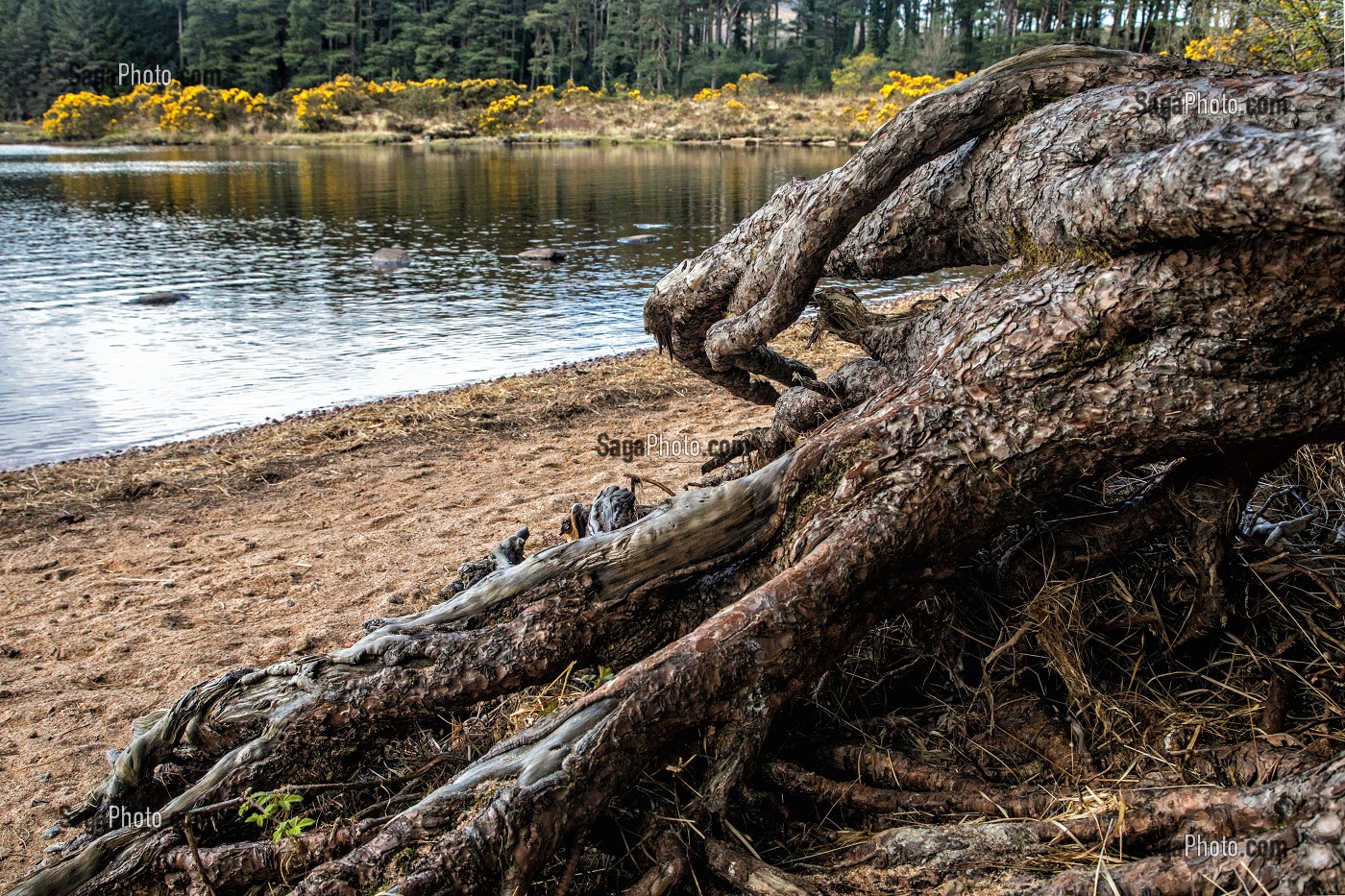 GENETS AU BORD DU LAC LOUGH BEAGH, PARC NATIONAL DE GLENVEAGH, COMTE DE DONEGAL, IRLANDE 